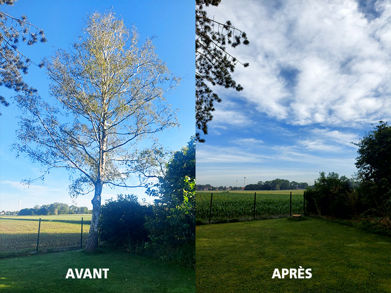 Avant / après — abattage d'un grand bouleau