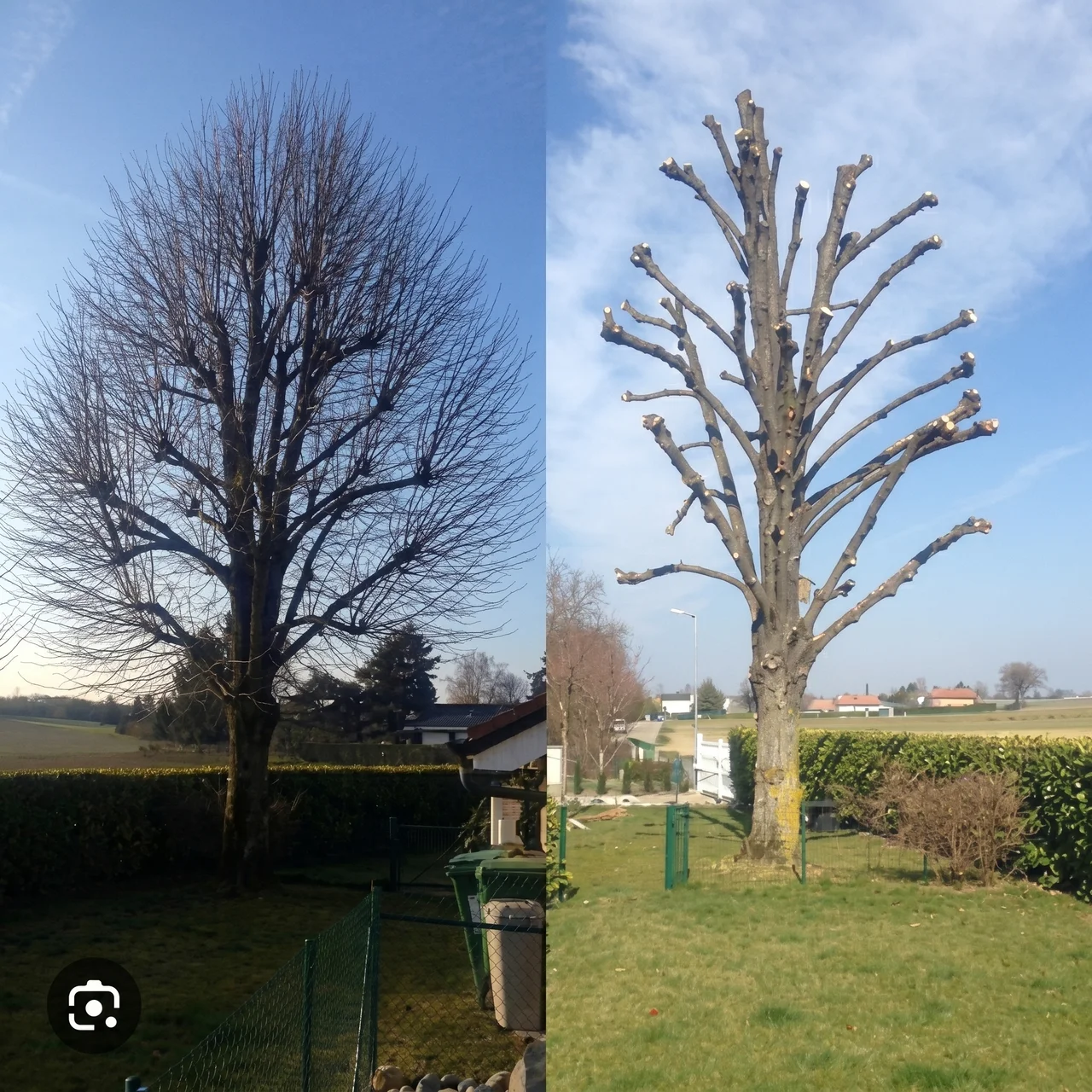 Avant / après — élagage sévère d'un arbre