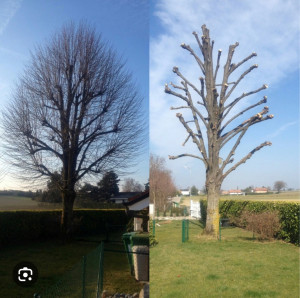 Avant / après — élagage sévère d'un arbre