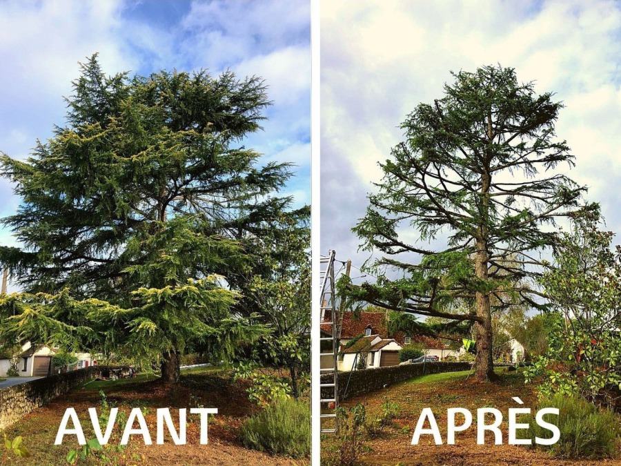 Avant / après — taille d'un grand cèdre